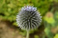 An unusual plant in its flowering period.