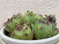 Green houseleek plant texture as nice natural background