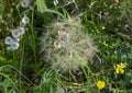 Unusual plant in the Lavanderaie de Marie, a site where 140 varieties of aromatic and medicinal plants are grown.