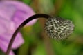 Unusual plant with prickles on a thin stalk close up