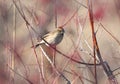 Unusual portrait of common reed bunting