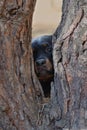 An unusual portrait of a female Rottweiler. The dog looks into the camera through a split tree trunk