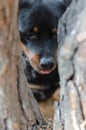 An unusual portrait of female Rottweiler. Shot of Dogs through t