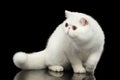 Unusual Pure White Exotic Cat, Red Eyes, Isolated Black Background