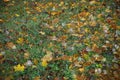 Unusual rainy autumn background with maple leaves Royalty Free Stock Photo