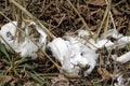 Unusual Rare Frost Flowers - Ice Flowers - Ice Fringes or Filaments