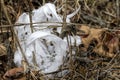 Unusual Rare Frost Flowers - Ice Flowers - Ice Fringes or Filaments