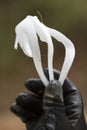 Unusual Rare Frost Flowers - Ice Flowers - Ice Fringes or Filaments