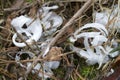 Unusual Rare Frost Flowers - Ice Flowers - Ice Fringes or Filaments