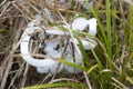 Unusual Rare Frost Flowers - Ice Flowers - Ice Fringes or Filaments