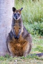 Tasmanian Pademelon in Victoria, Australia Royalty Free Stock Photo