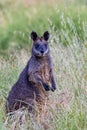 Tasmanian Pademelon in Victoria, Australia Royalty Free Stock Photo