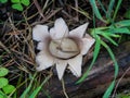 Unusual rare unexplored mushrooms in the forest