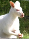 Unusual rare white albino wallaby wander in the wild across lawns of Bruny Island neighborhood