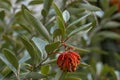 Grevillea victoriae