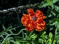 Unusual red poppy in the garden with petals like crumpled paper