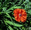 Unusual red poppy in the garden with petals like crumpled paper