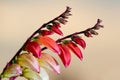 unusual red, yellow and orange blossom of a scarlet creeper flower