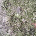 Unusual rock overgrown with moss. Textural background. Royalty Free Stock Photo