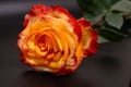 Unusual rose color Royalty Free Stock Photo