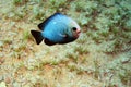 Unusual Saltwater Fish