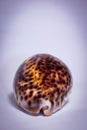 Unusual seashell Royalty Free Stock Photo