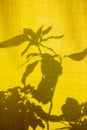 Unusual shadows and silhouettes from plants on yellow textiles. Trendy abstract background. Royalty Free Stock Photo