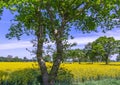 Unusual shaped tree in a yellow field Royalty Free Stock Photo