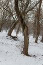 Unusual shapes in forest, shapes formed by bending of timbers