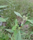 Unusual sight red head wasp