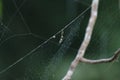 Unusual Spider Egg Royalty Free Stock Photo