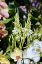 Unusual spindly white and green elegant tropical orchid with trailing petals