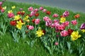 Beautiful colorful solid yellow, red, purple, cran-black, red-yellow, pink-white, purple-white blooming tulips. Royalty Free Stock Photo