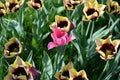 Unusual unimaginable purple tulips with a yellow edging on the petals with one pink tulip growing on the avenue of the city of Dni Royalty Free Stock Photo