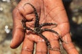 An unusual starfish with spiky tentacles lies on his hand. Indian Ocean Marine Life