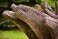 Unusual stump. Photo of weird stump in the public park.