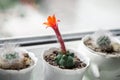 Unusual summer red flower of the cactus matucana paucicostata