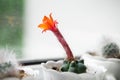 Unusual summer red flower of the cactus matucana paucicostata