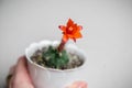 Unusual summer red flower of the cactus matucana paucicostata