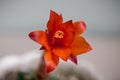 Unusual summer red flower of the cactus matucana paucicostata