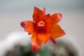 Unusual summer red flower of the cactus matucana paucicostata