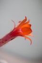 Unusual summer red flower of the cactus matucana paucicostata