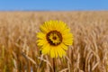 An unusual sunflower grows among wheat fields against a blue sky