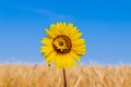 An unusual sunflower grows among wheat fields against a blue sky