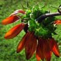 Unusual sunflower or Helianthus, drooping red sunflower