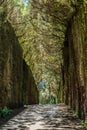 Unusual tree branches form arche over narrow passage between rocks in the Anaga Rural Park. Camino viejo al Pico del InglÃÂ©s.