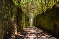 Unusual tree branches form arche over narrow passage between rocks in the Anaga Rural Park. Camino viejo al Pico del InglÃÂ©s.