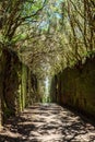 Unusual tree branches form arche over narrow passage between rocks in the Anaga Rural Park. Camino viejo al Pico del InglÃÂ©s.