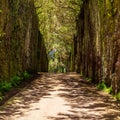 Unusual tree branches form arche over narrow passage between rocks in the Anaga Rural Park. Camino viejo al Pico del InglÃÂ©s.