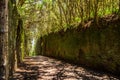 Unusual tree branches form arche over narrow passage between rocks in the Anaga Rural Park. Camino viejo al Pico del InglÃÂ©s.